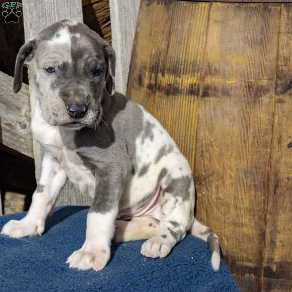 Hopeful, Great Dane Puppy